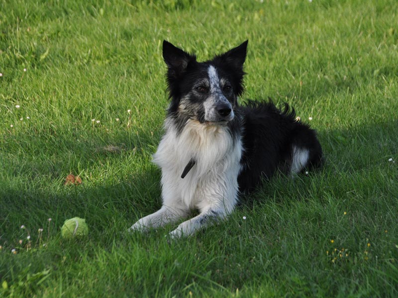 Border Collie tricolor Stehohren