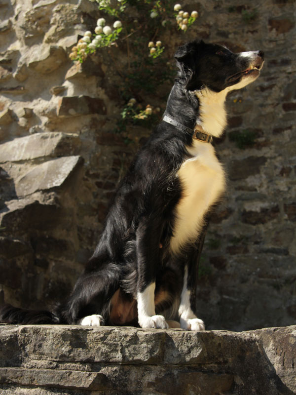 neugierige border collie huendin