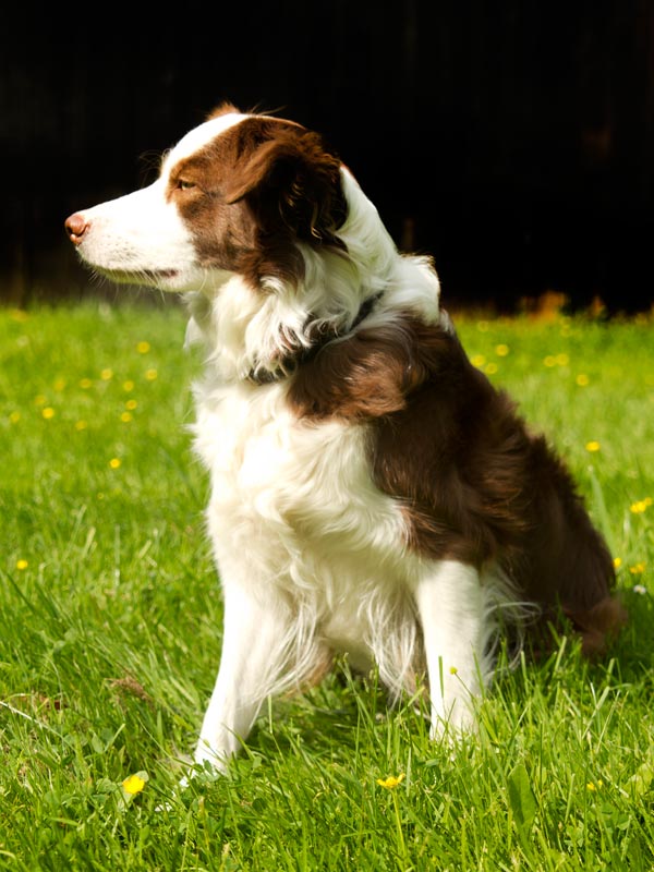 border collie chocolate