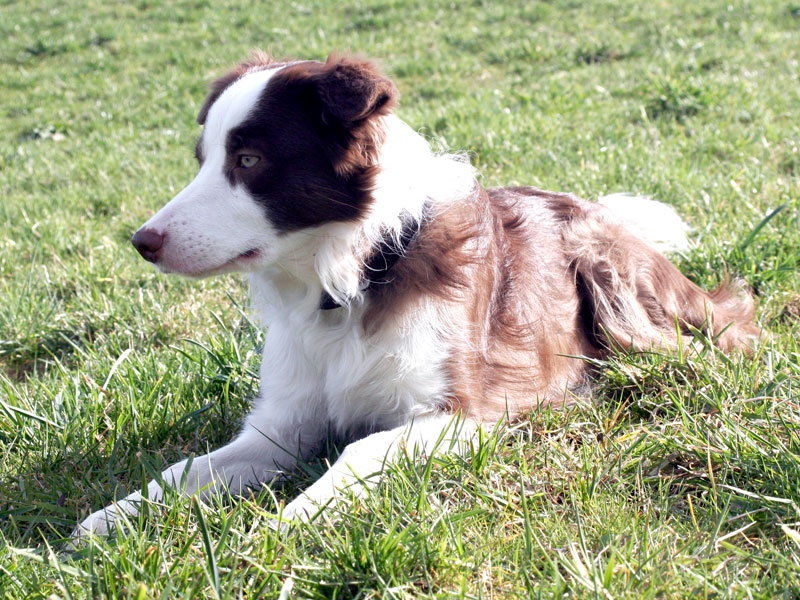 Border Collie haart