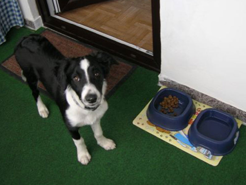 Border Collie Welpen Futter