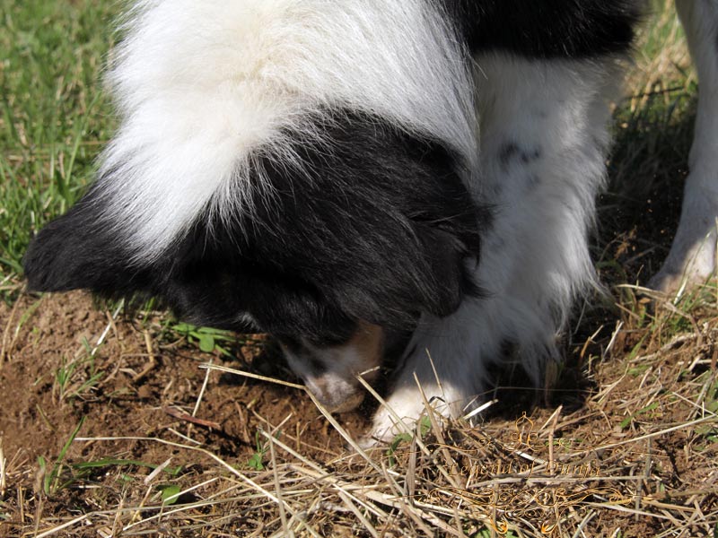 flohmittel hund fluralaner