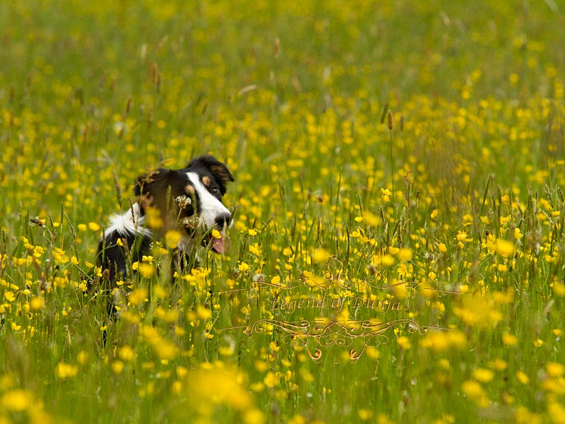 zecken floehe hund wiese