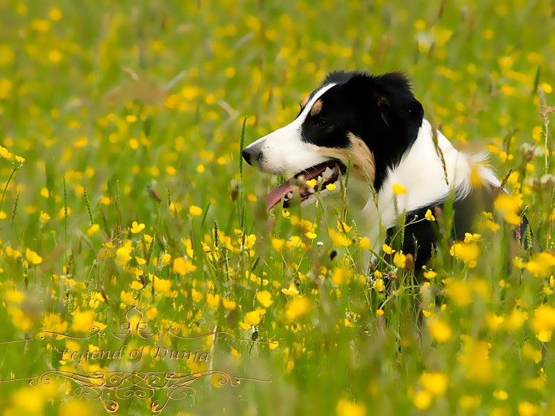 zecken floehe hund