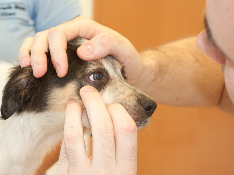 Augenuntersuchung Tierarzt Blaecker
