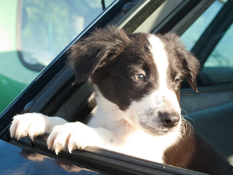 Welpe Autofahrt Tierarzt