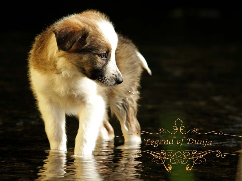 border collie huendin zobel wasser sommer