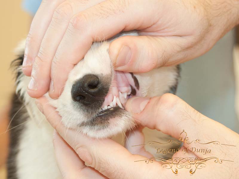 Hundegebiss Scherengebiss