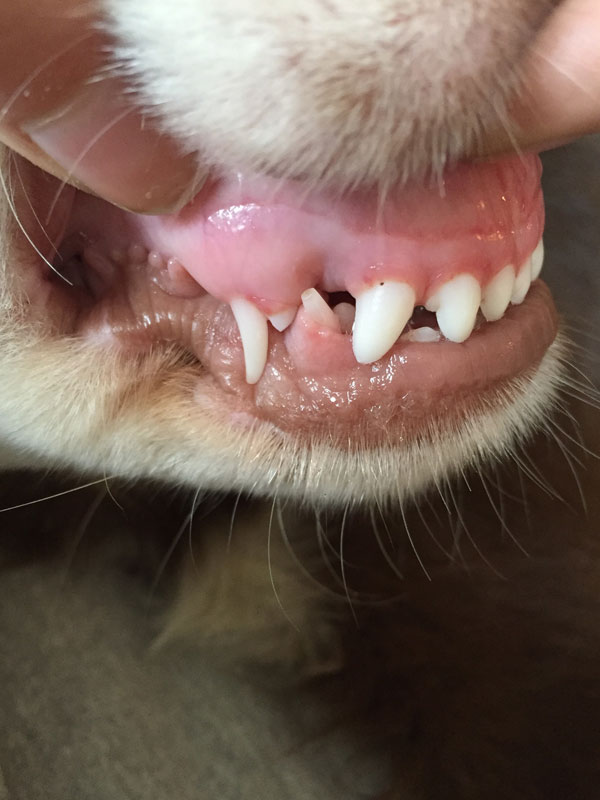 Milchzahnwechsel Hund