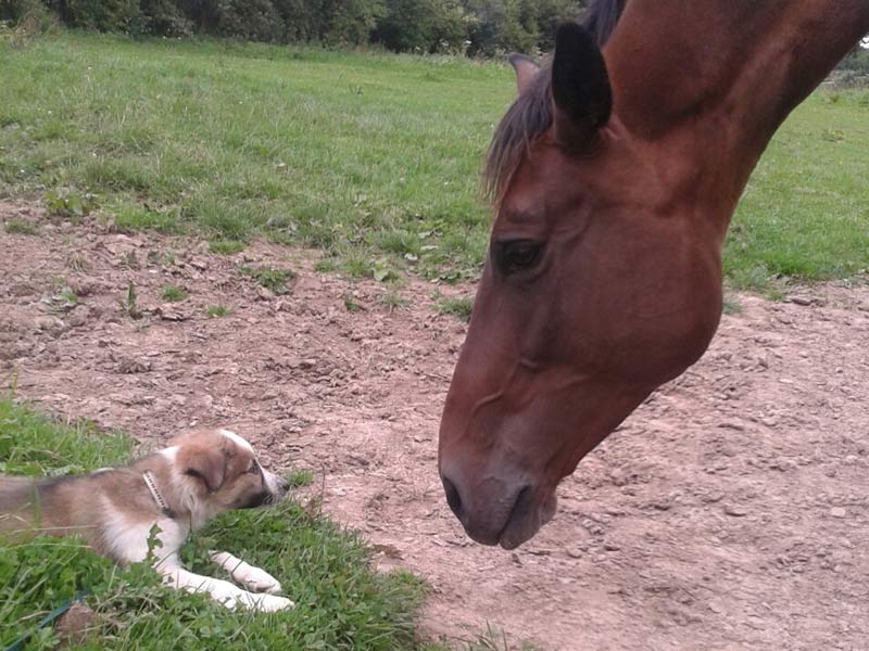 Border Collie Pferd