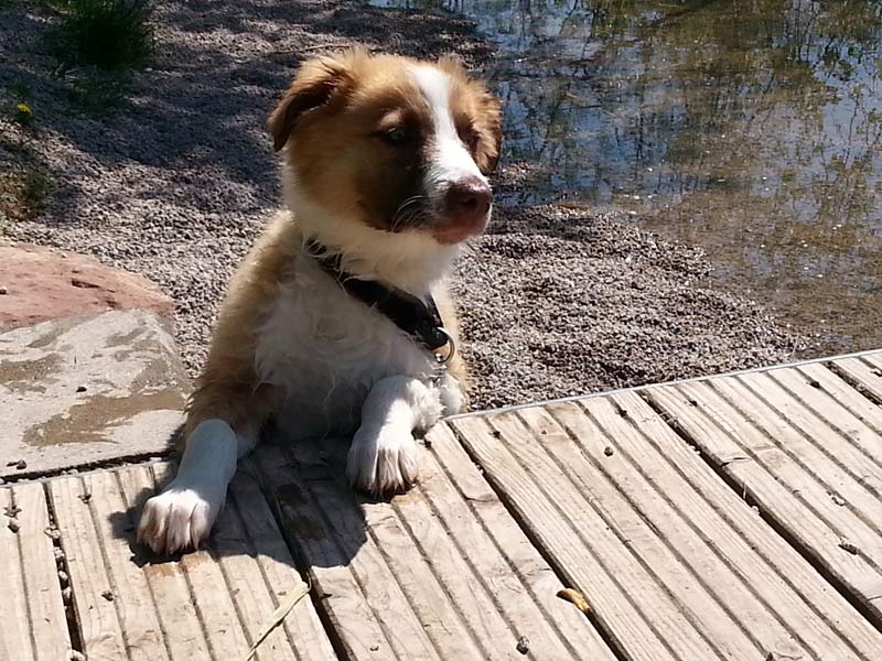 Border Collie Welpe Wasser