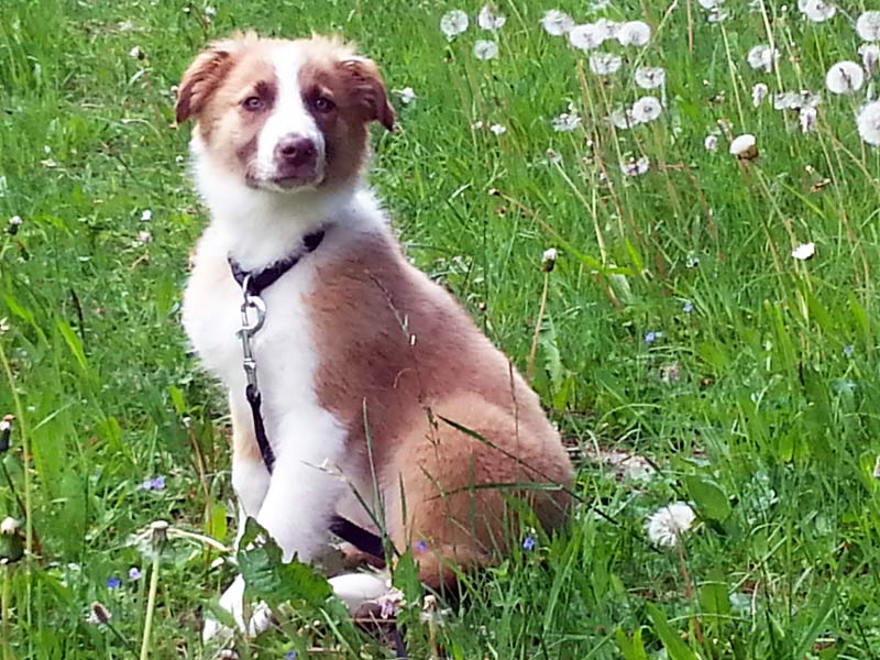 gesunder Border Collie sable