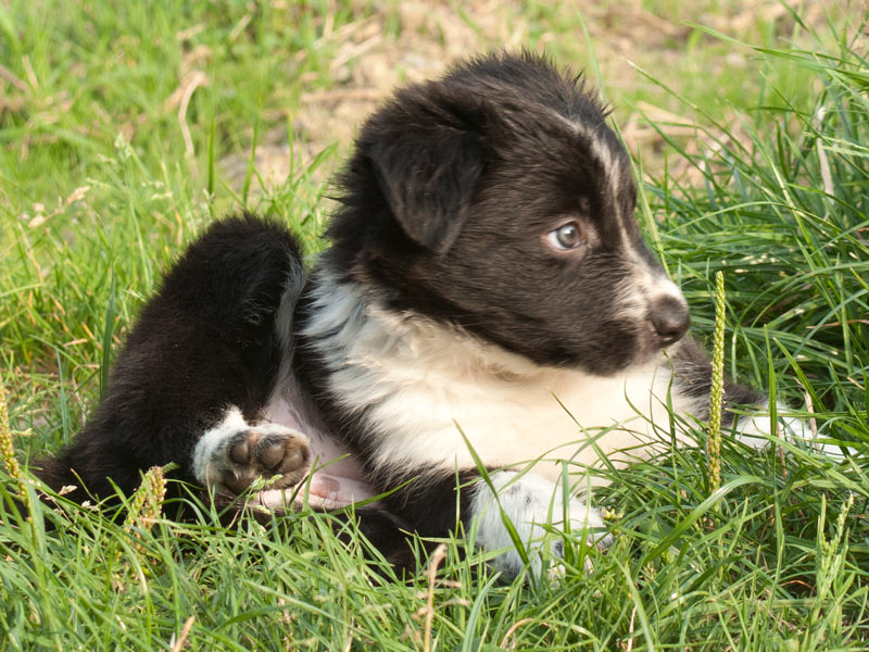 Border Collie Welpe schwarz weiss