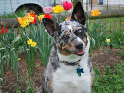 Appenzeller Border-Collie tricolor