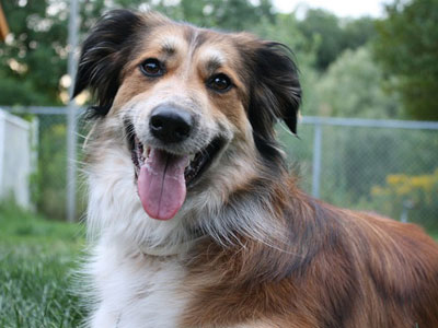 Border Australian Shepherd