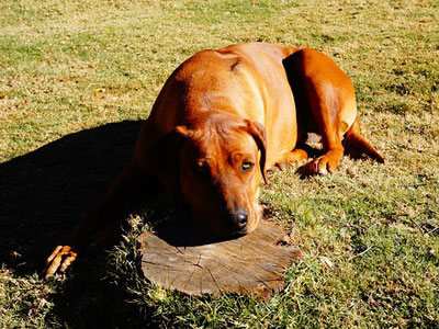 Ridgeback Wüstenhund