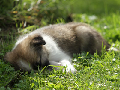 Hundewelpe schläft