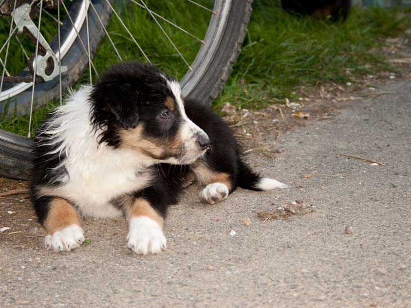 Border Collie jagt Fahrrad