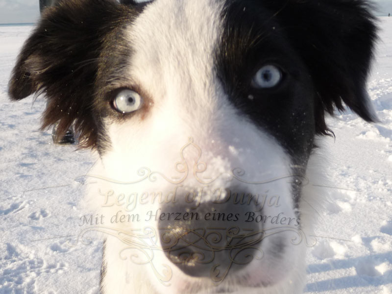 aufmerksamer Border Collie