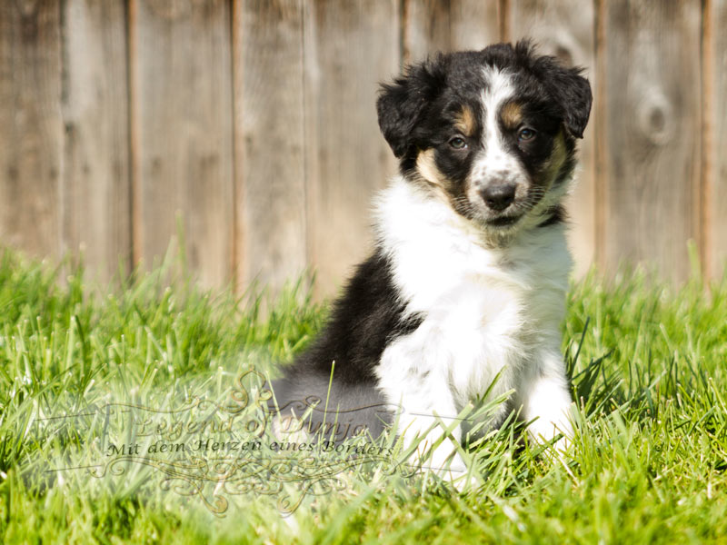 Problem Border Collie