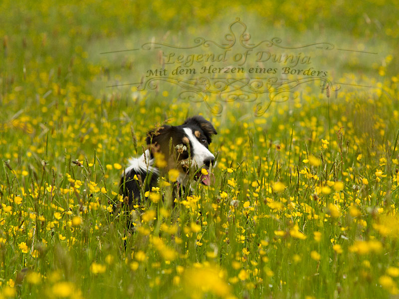 Problemhund Border Collie