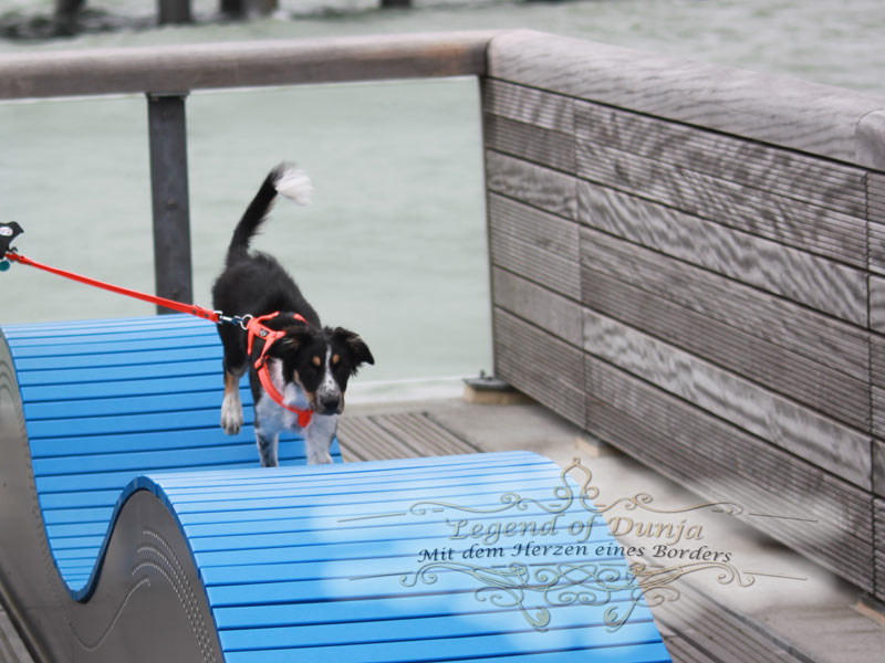 Training Border Collie Welpe