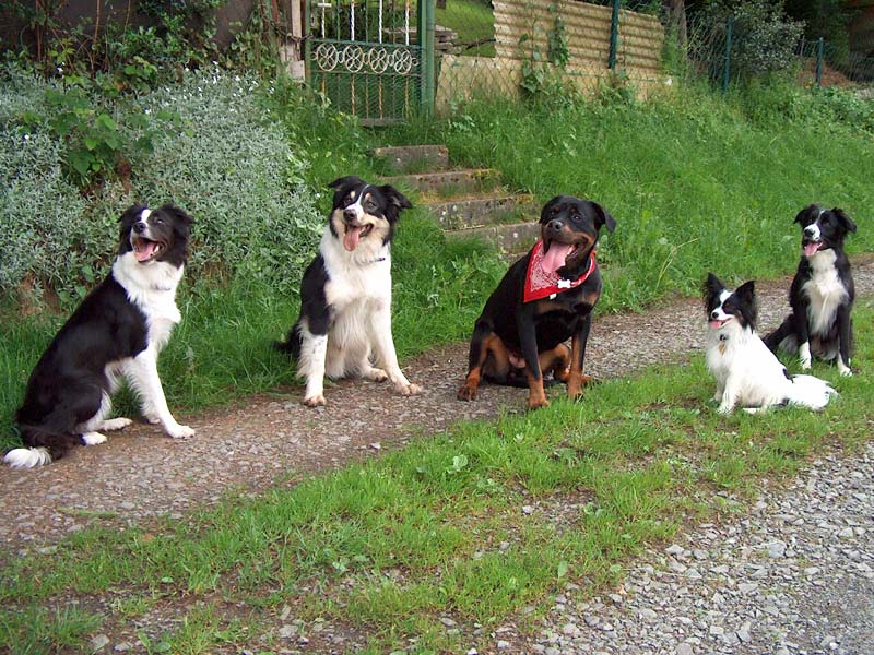 fremde Hundebegegnung