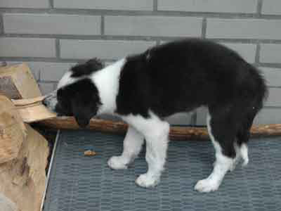 Border Collie Welpe