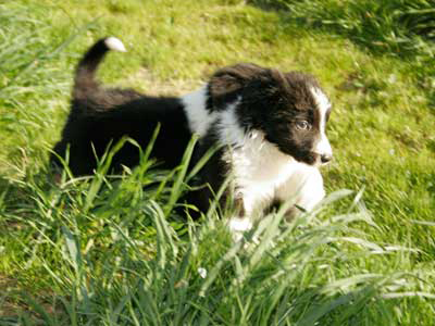 Border Collie Welpen Bild