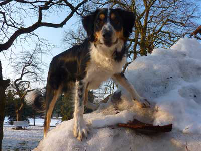 junger Bordercollie Rüde