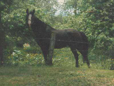 neugieriges Pony