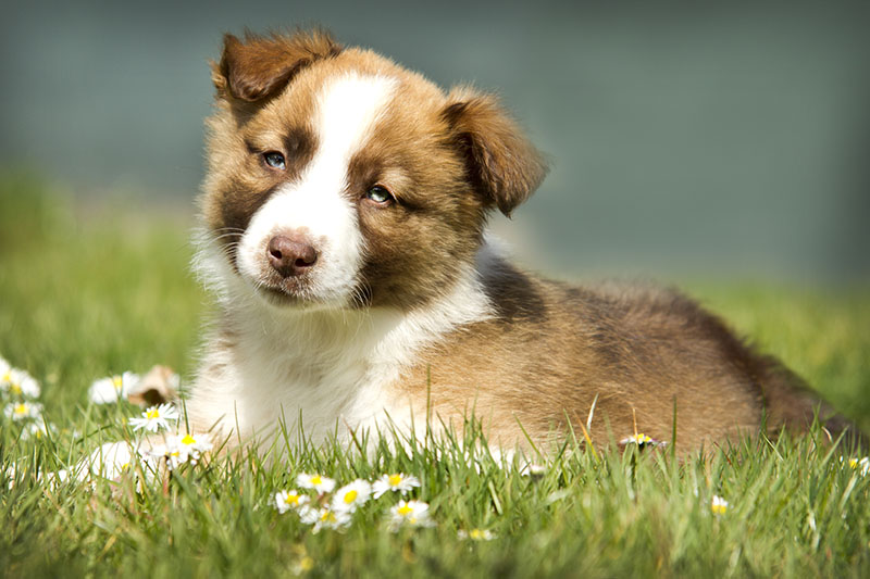 Border Collie Chuck Jonny liegt im Gras 9331