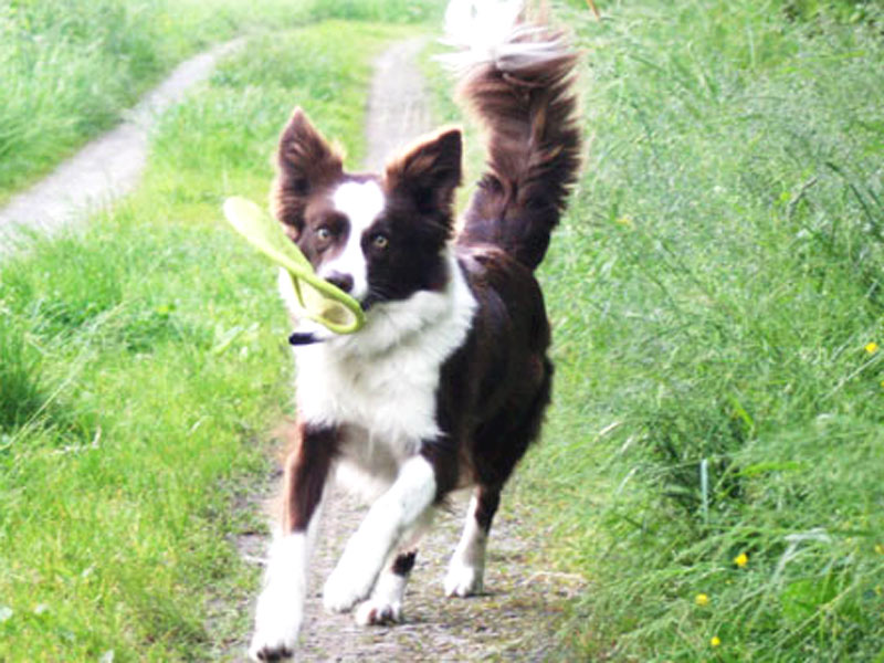 Border Collie Belohnung