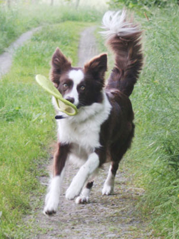 rote Border Collie Hündin