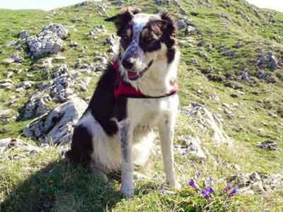 Border Collie auf dem Berg