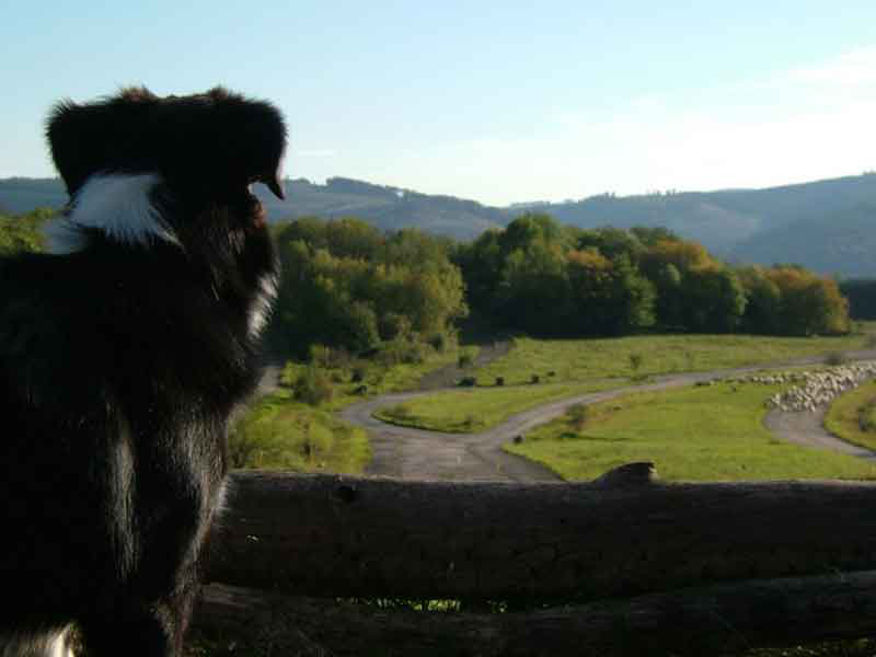 Border Collie Schafe