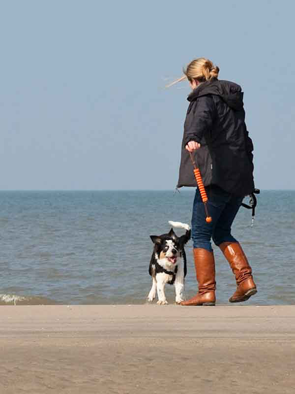 Border Collie Spiel am Meer