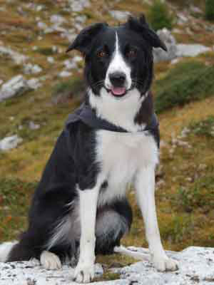 Border Collie will in Urlaub