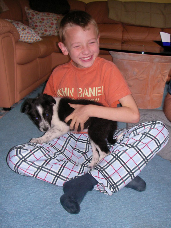 Familienhund Border Collie