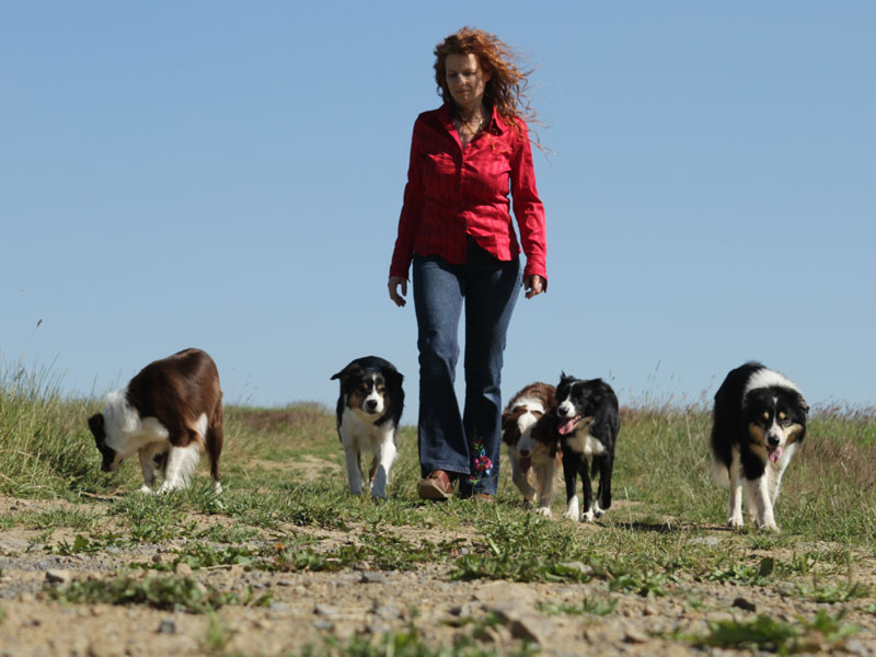 spazieren gehen mit vielen Hunden