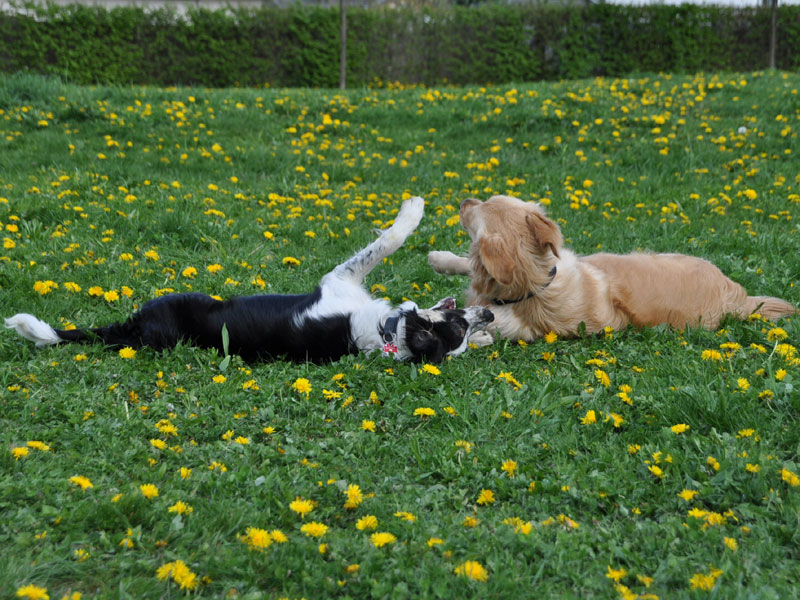 border collie training