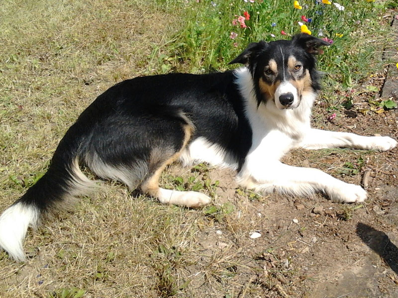 erzogener border collie