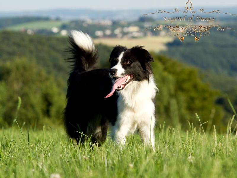 ausgeglichene Border Collie Hündin