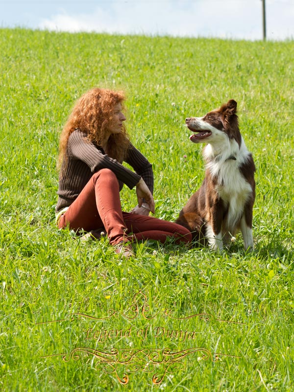 kommunikation mensch border collie