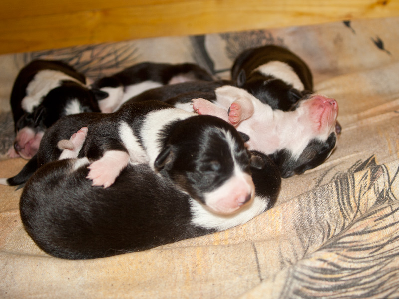 neugeborene Border Collies