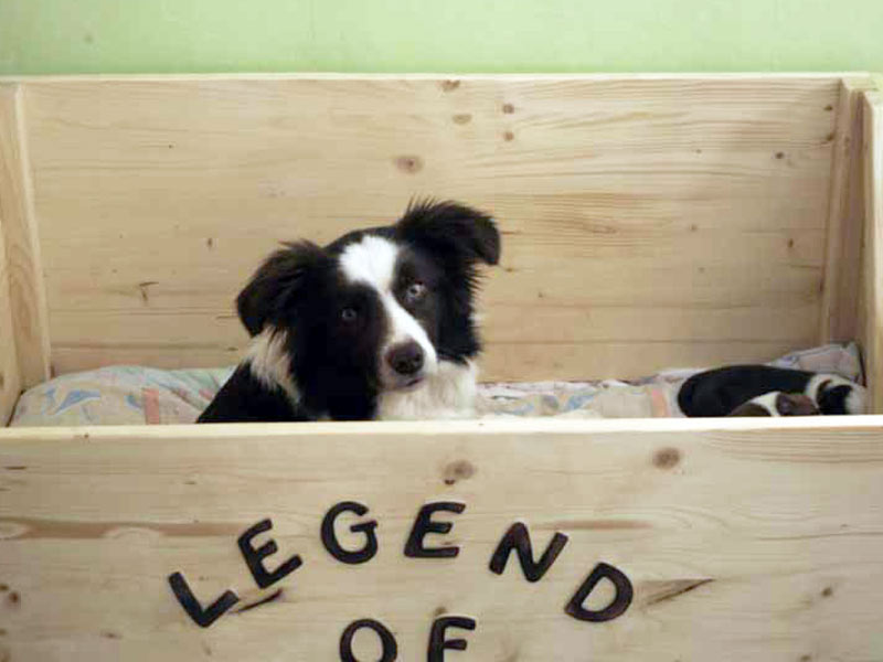 Wurfbox Welpen Border Collie