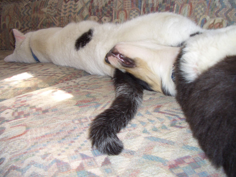 Border Collie mit Katze