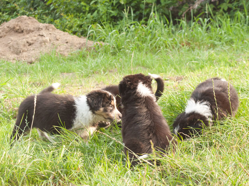 Bordercollie Welpen lernen draussen