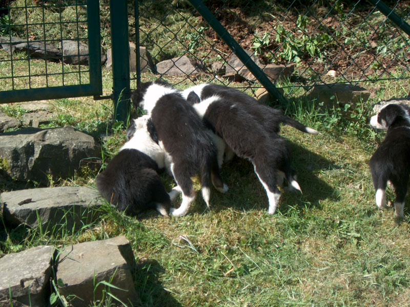 neugierige Welpen draussen