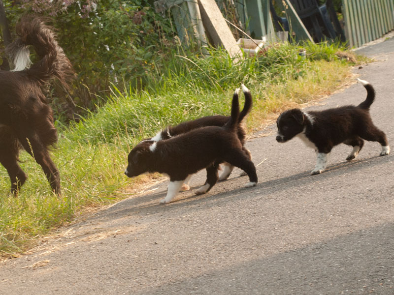 Spaziergang Welpen Mama